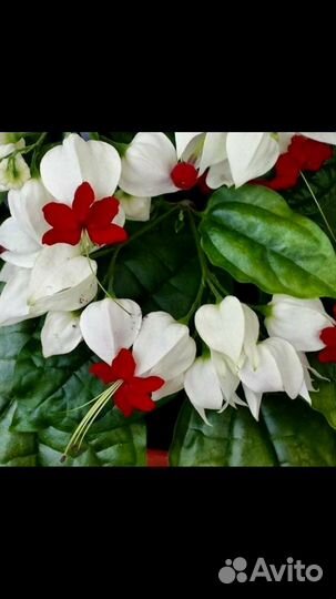 Колеус Крапивка