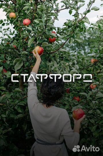 Вахта для бригад, людей сборщик урожая яблок