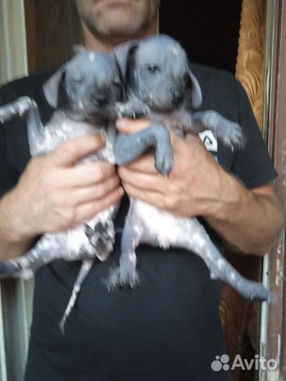 Щенки ксолоитцкуинтли