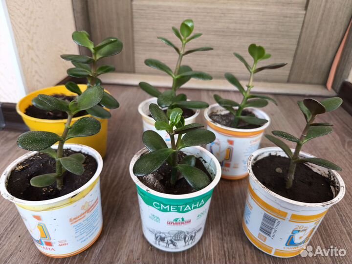 Крассула толстянка