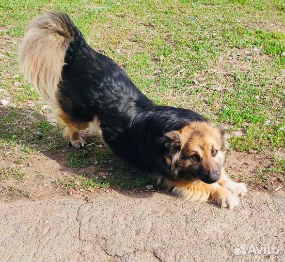 Маленькая собачка Марфа ищет дом