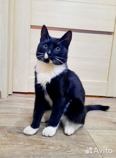 Котик в добрые руки