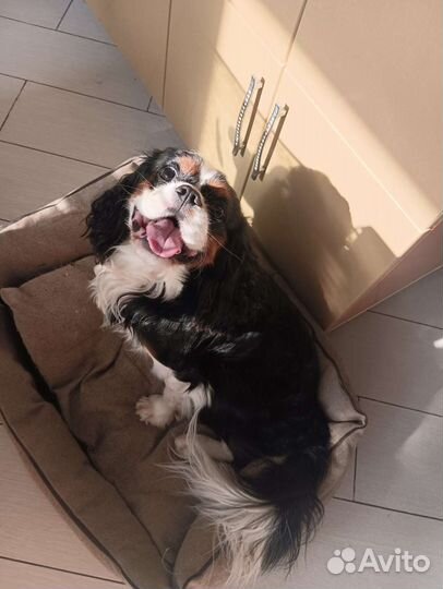 Передержка животных и выгул собак