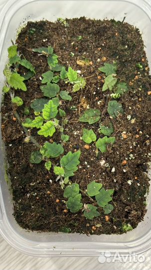 Фикус карликовый дуболистный (флорариум)