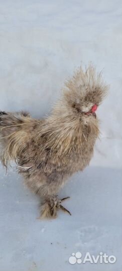 Семья шелки 2 года 1+1