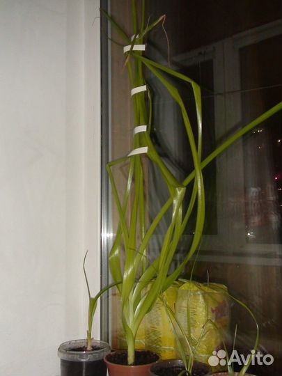 Растение для украшения интерьера