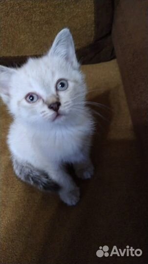 Котенок порода охос азулес К лотку приучен