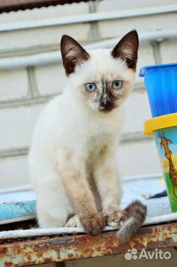 Котенок 3 месяца