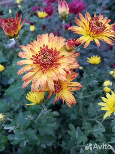 Хризантемы мультифлора и корейские