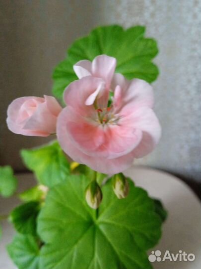 Пеларгония герань