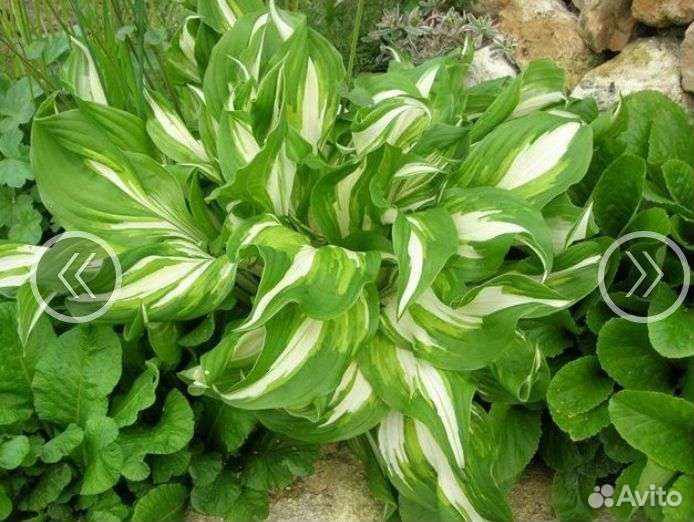 Хоста забронирована.Ирис.Декор.трава