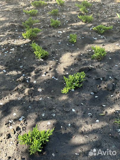 Можжевельник