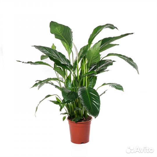 Неприхотливые растения