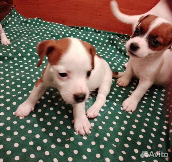Щенки джек Рассел терьер