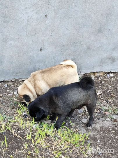 Мальчик на вязку