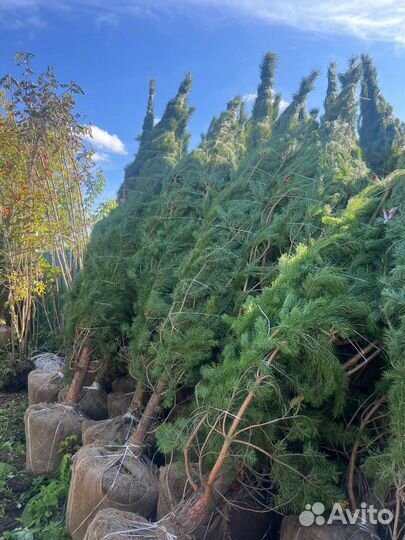 Живые сосны и ели 3,5 метра