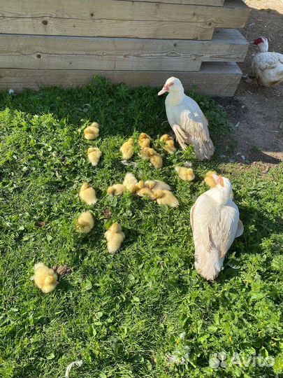 Утята индоутки, кролики