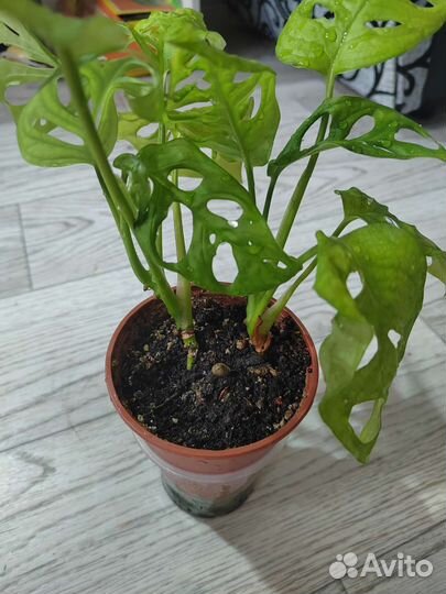 Комнатные растения, продажа или обмен на садовые