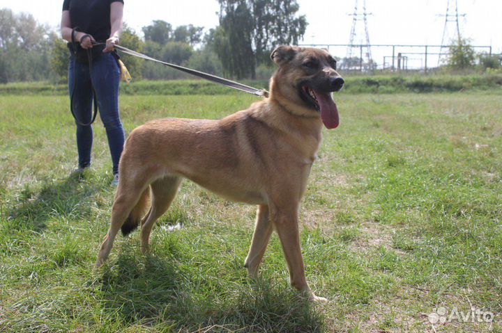 Добрая молодая собака в самые лучшие руки