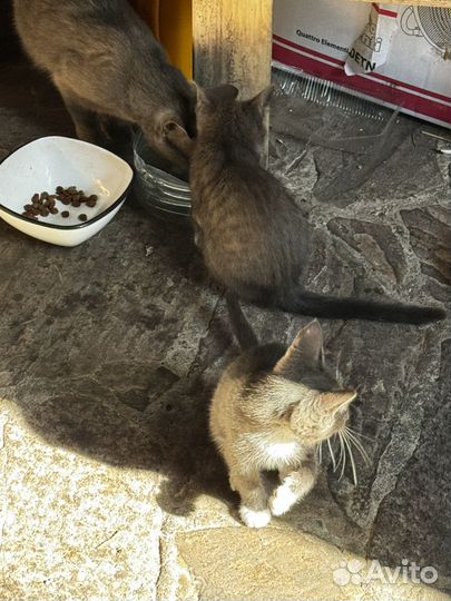 Котята и мамочка кошка в добрые руки