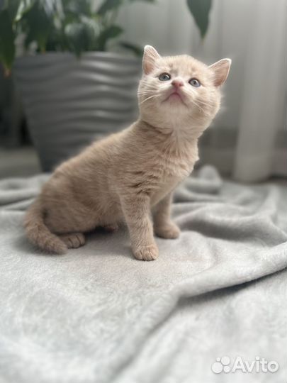 Котятки в добрые руки