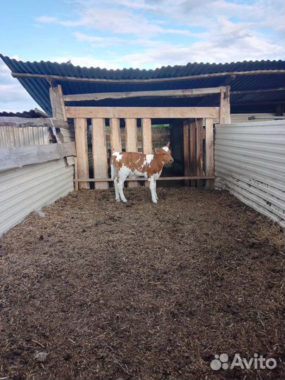 Телка айрширская