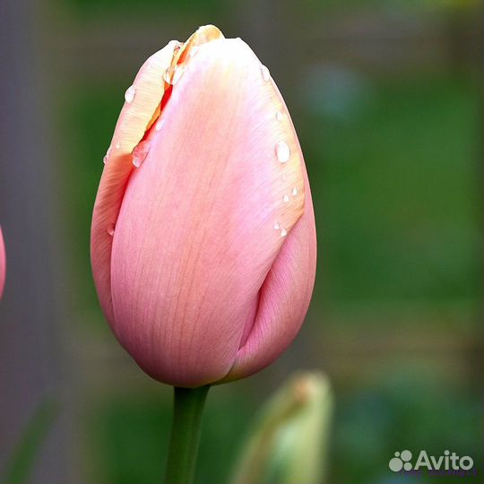 Луковицы тюльпана Menton