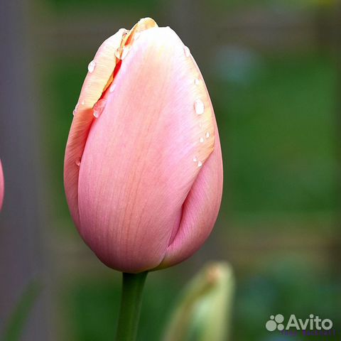 Луковицы тюльпана Menton