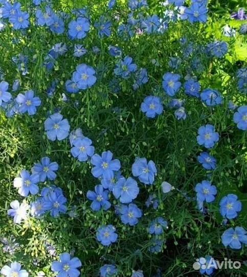 Лён садовый