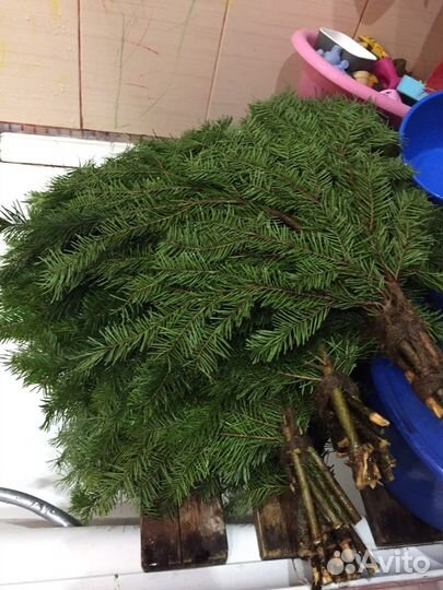 Пихтовый веничек с шикарным запахом