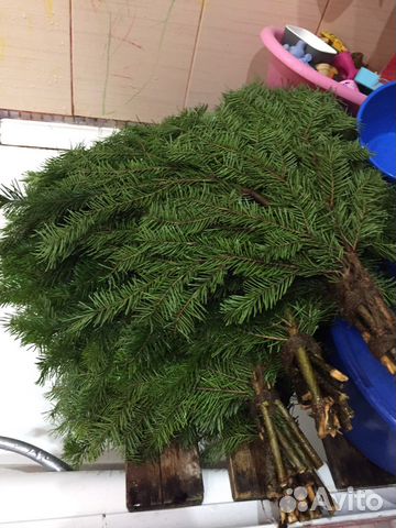 Пихтовый веничек с шикарным запахом