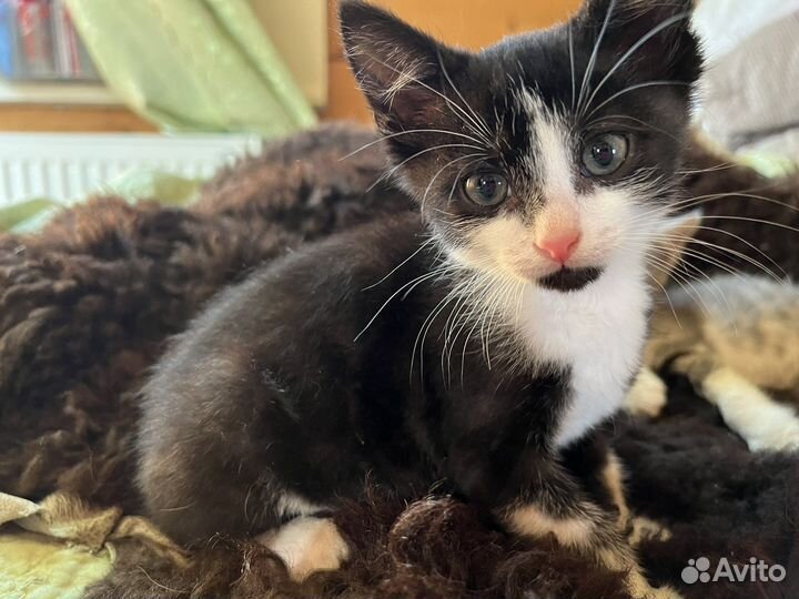 Котята в добрые руки бесплатно