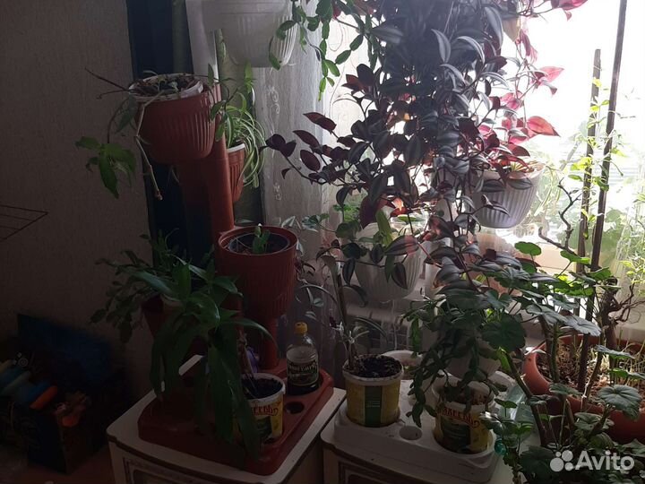 Комнатные растения