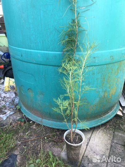 Полынь божье дерево