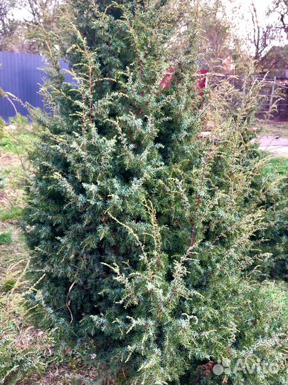 Можжевельник