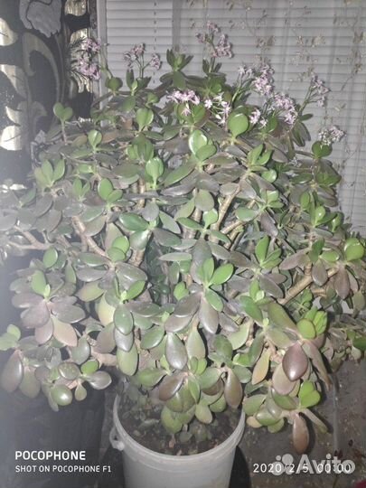 Толстянка. Денежное дерево