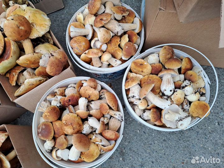 Грибы замороженые