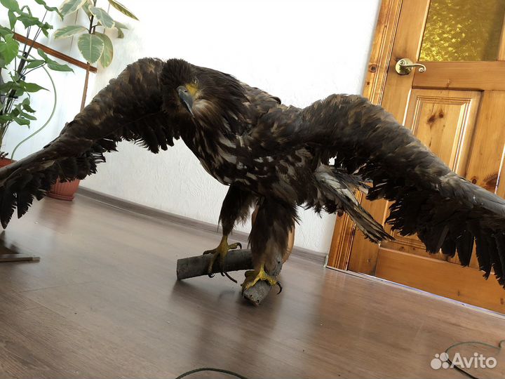 Чучело орла