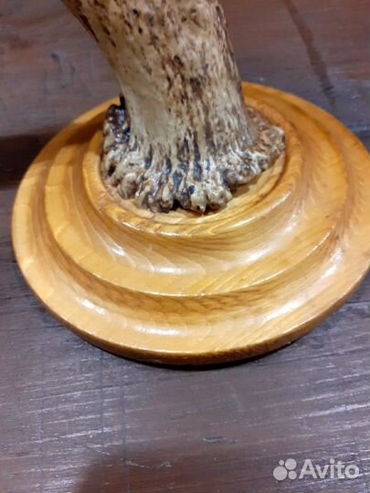 Рог лося на подставке