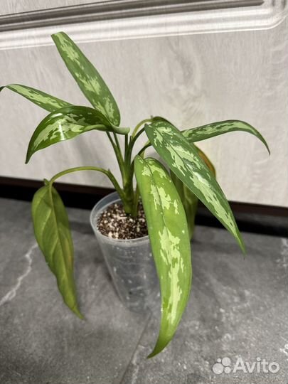 Аглаонема Мария