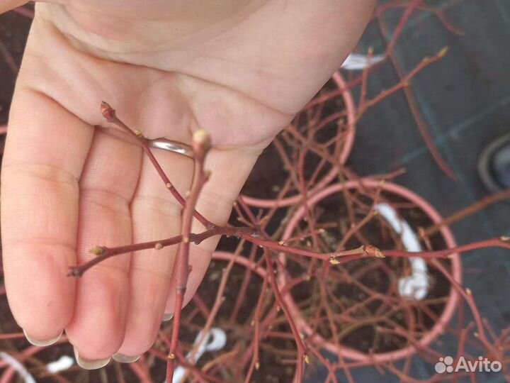 Лесной орех саженцы