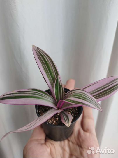 Традесканция рэо