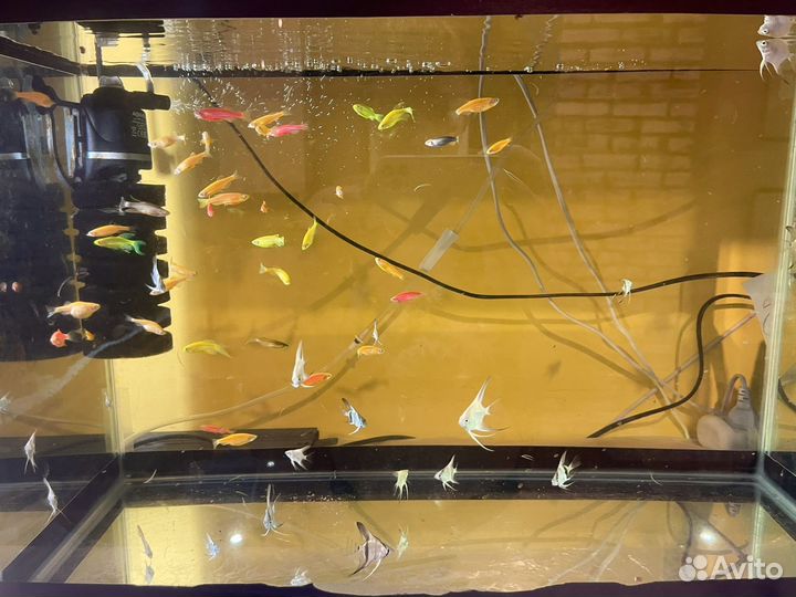 Скалярии голубой ангел