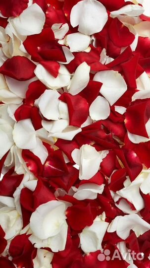 Лепестки роз
