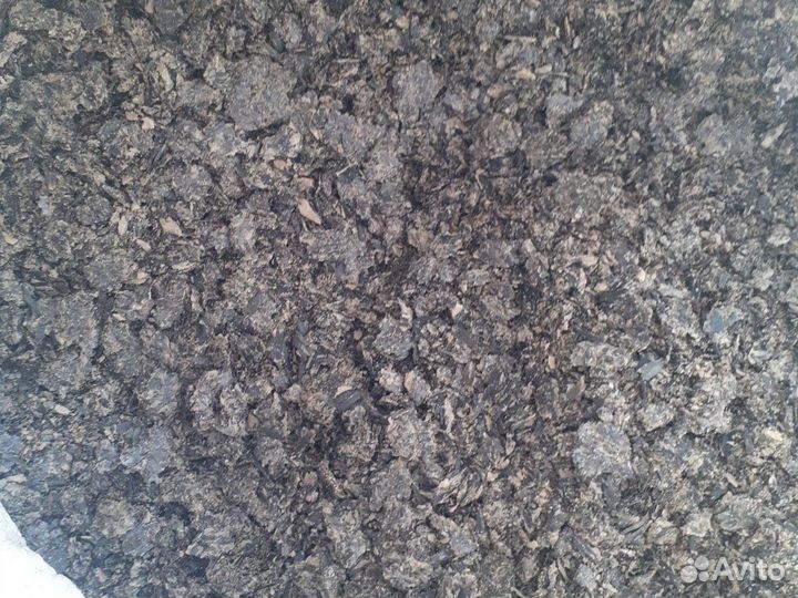 Семена горчицы