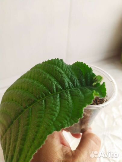 Стрептокарпус