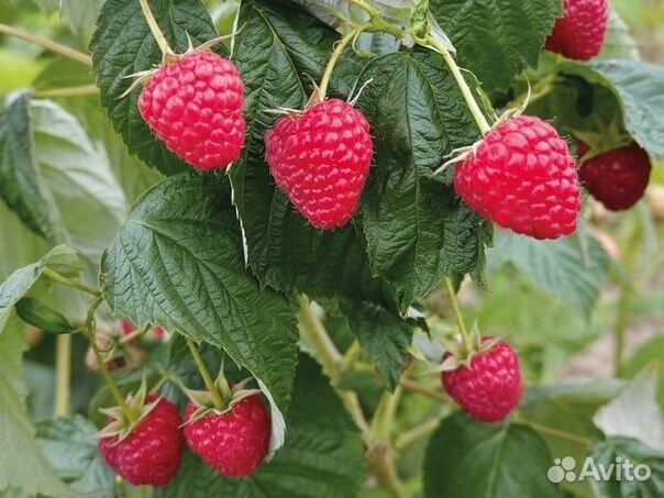 Саженцы Ремонтантной малины Делнива