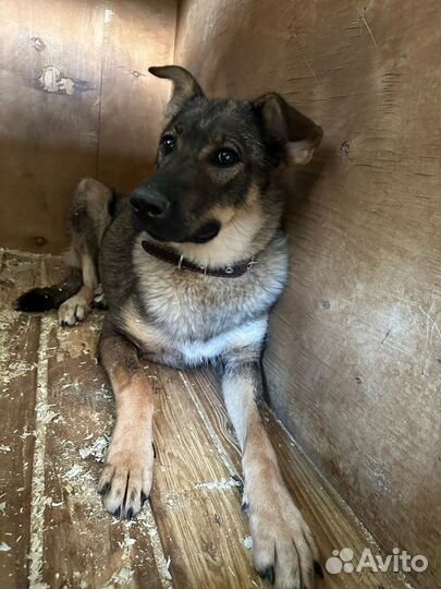 Собака из приюта