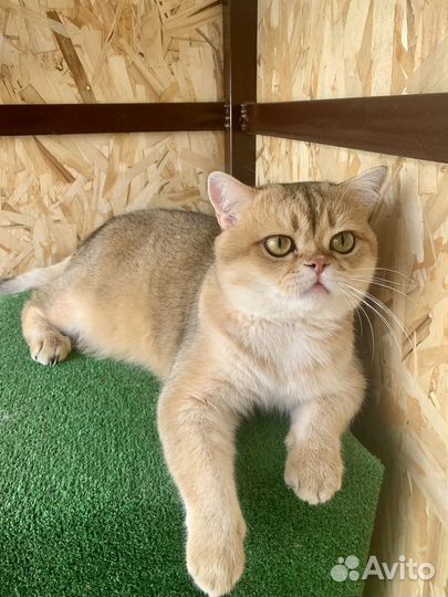 Шотландский кот вязка