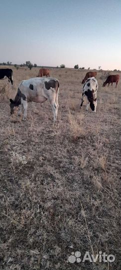 Бычков и тёлок